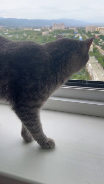 Котя и вид из окна 🐱