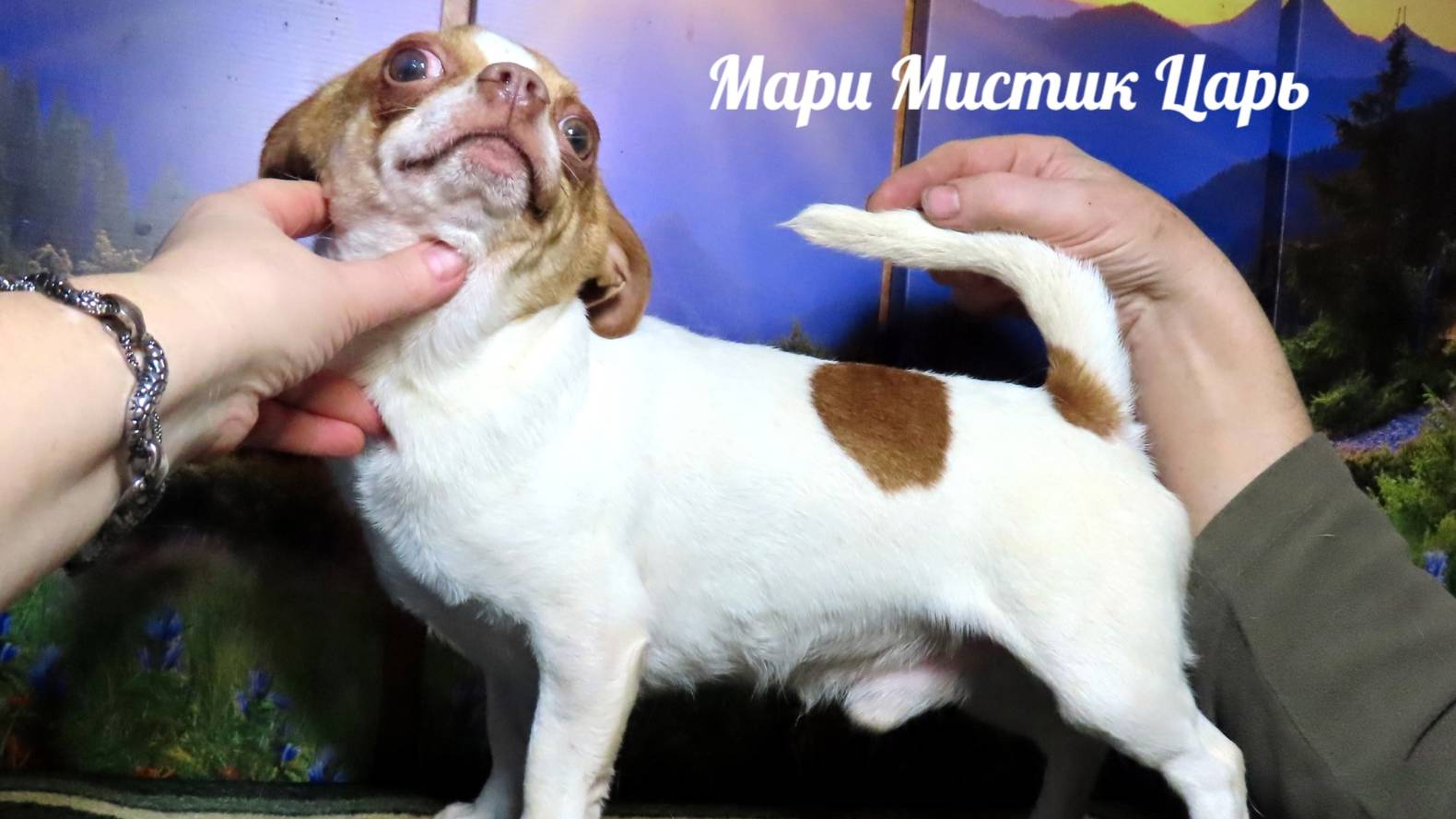 #ПРОДАЮ_чихуахуа #ЦЕНЫ ОТ 25 тр ЕСТЬ ДОСТАВКА #купить_чихуахуа 89215950848