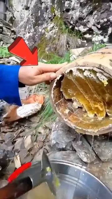 Chinese Honey farming