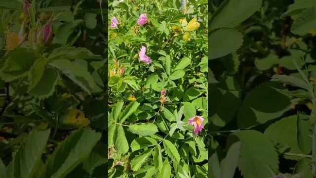 Красота после дождя! Голуби купаются! Цветущий шиповник!
