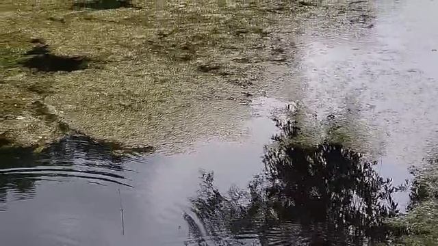 Будни егеря. Затянуло всё ряской. 1.06.23.