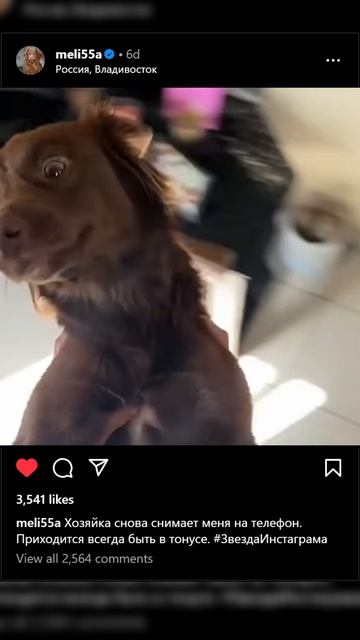 🐾 Если бы собаки вели Instagram: 10 честных постов!