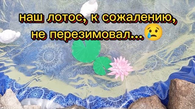 Наш рукотворный прудик.