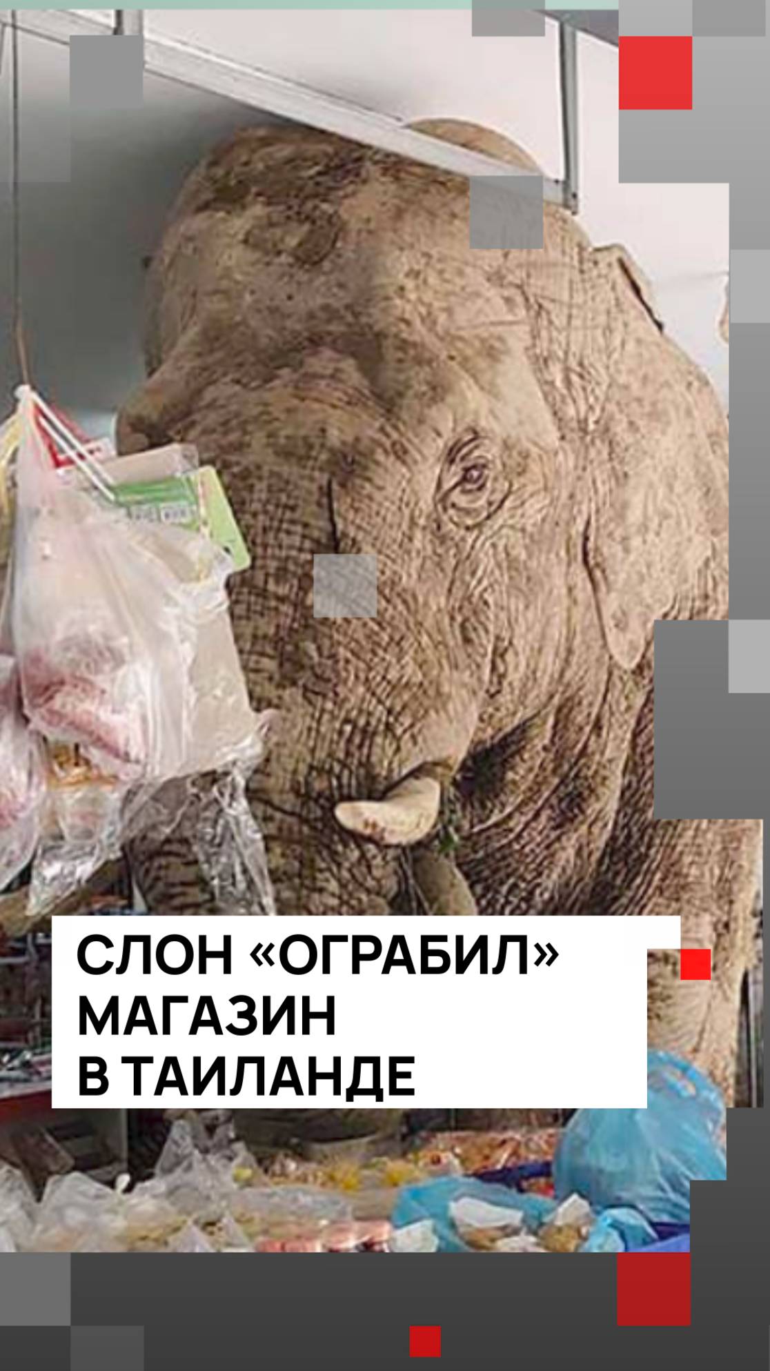 Слон «ограбил» магазин в Таиланде