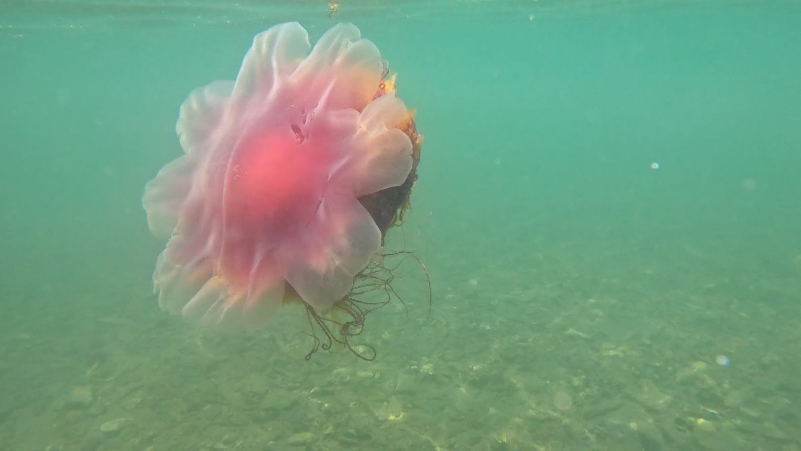 Один день жителя у моря. Владивосток, остров Русский.