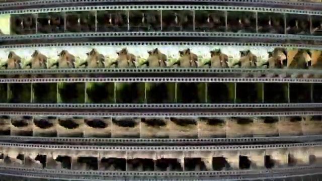 Заставка компании “VOX-Video” (2004-2009)