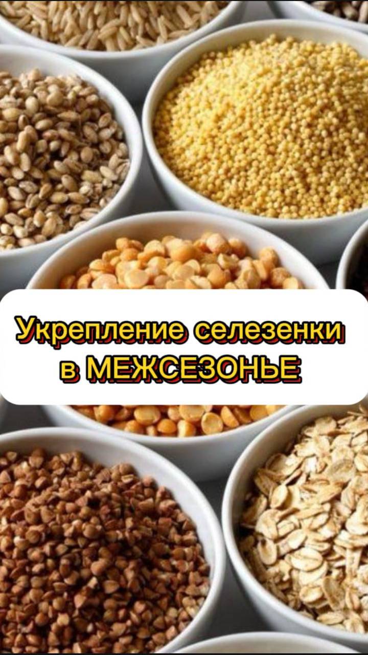 Укрепление селезенки в МЕЖСЕЗОНЬЕ ?