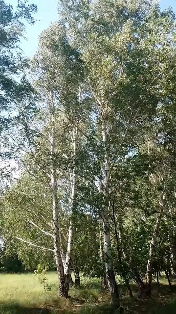 береза в деревне