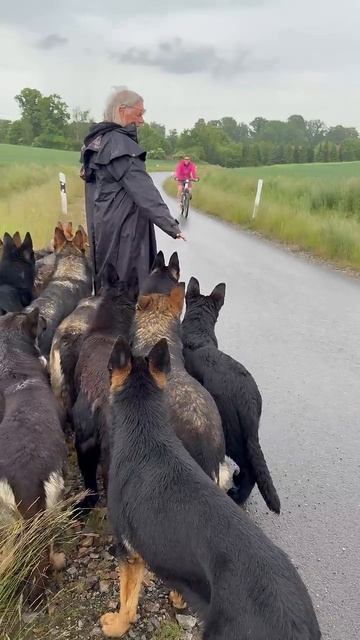 Hunderudel trifft Fahrrad #germanshepherd