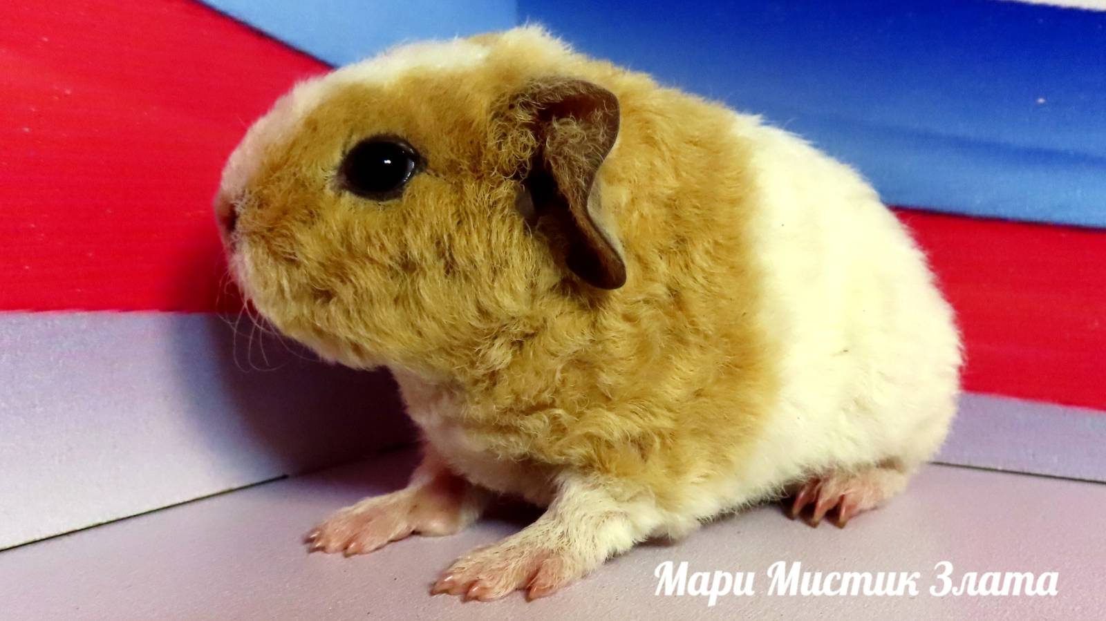 Самки #морские_свинки #американский_тедди Тоторо Вуокса и ее дочь Злата, Ева дочь Веснушки, Валенсия