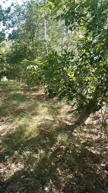 природа в деревне.звуки природы