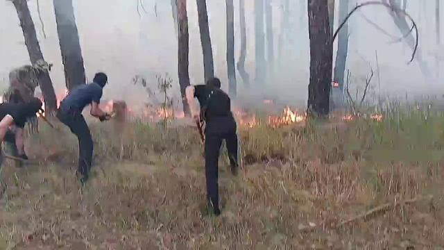 Полицейские помогли огнеборцам потушить пожар в лесном массиве