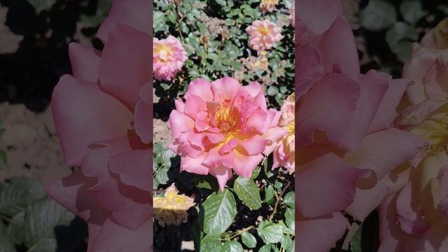 Розы. Никитский ботанический сад. 01.06.25 (1)