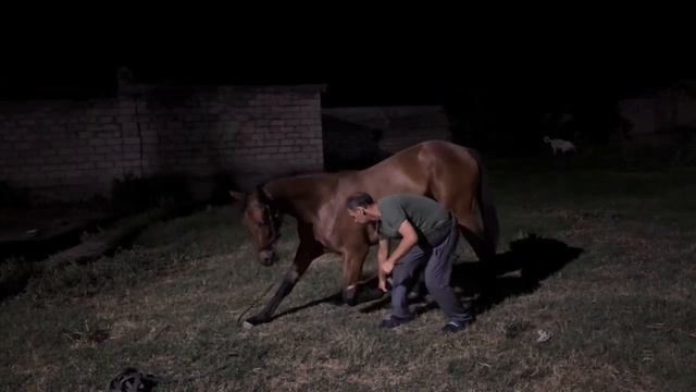 Обучение лошади. Андрей. Онлайн ученик Horse family. 
Первый этап обучения лошади поклону
