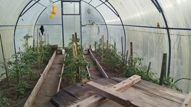 Ухаживаю за огородом без усталости. Вечерний полив, свежий воздух. Просто отдыхаю.