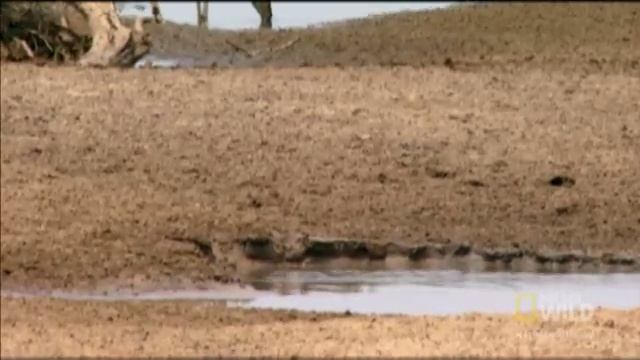 Crocodile Stealth Strike | Nat Geo Wild