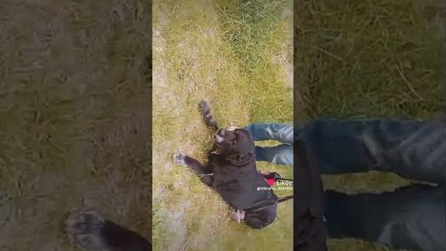 Раскудрявый синеглазый😂