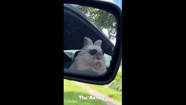 Приколы с животными!