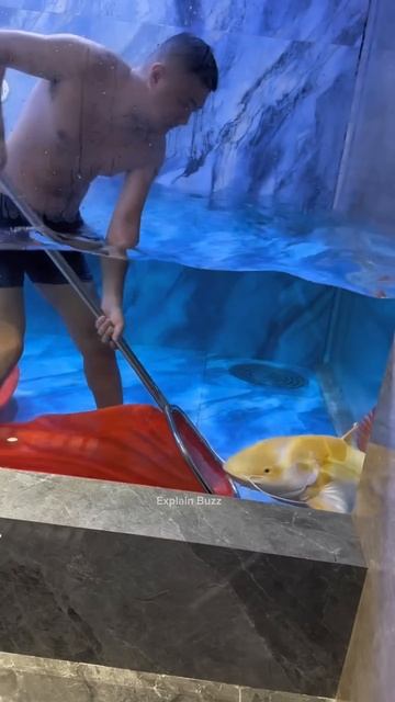 Underwater, This Fish Is Impossible to Catch #shortsvideo