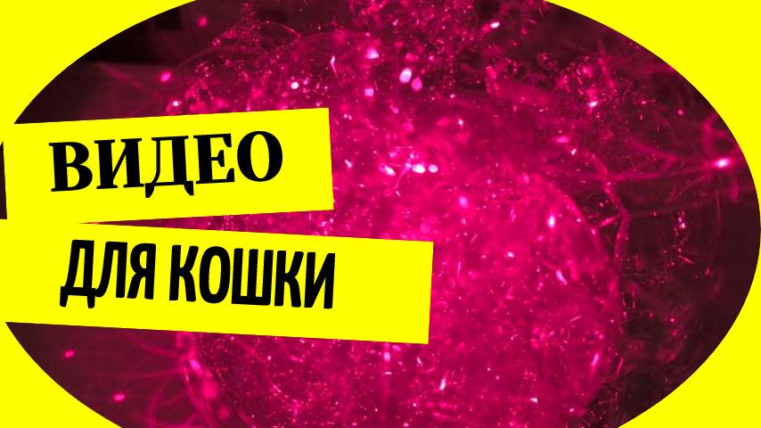 Видео для кошки на экране