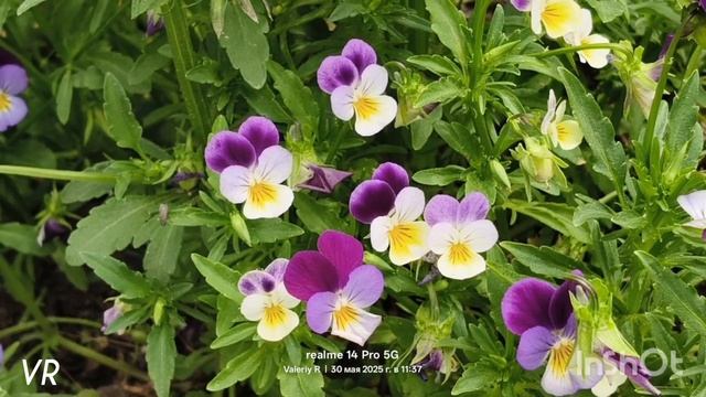 Фиалка трёхцветная (Анютины глазки)   30.05.2025