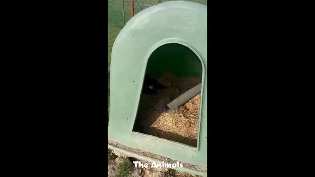 Приколы с животными!