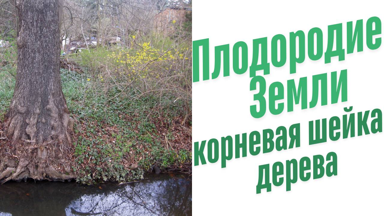 Корневая шейка дерева.