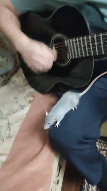 крыса подигрывает 😁🔥