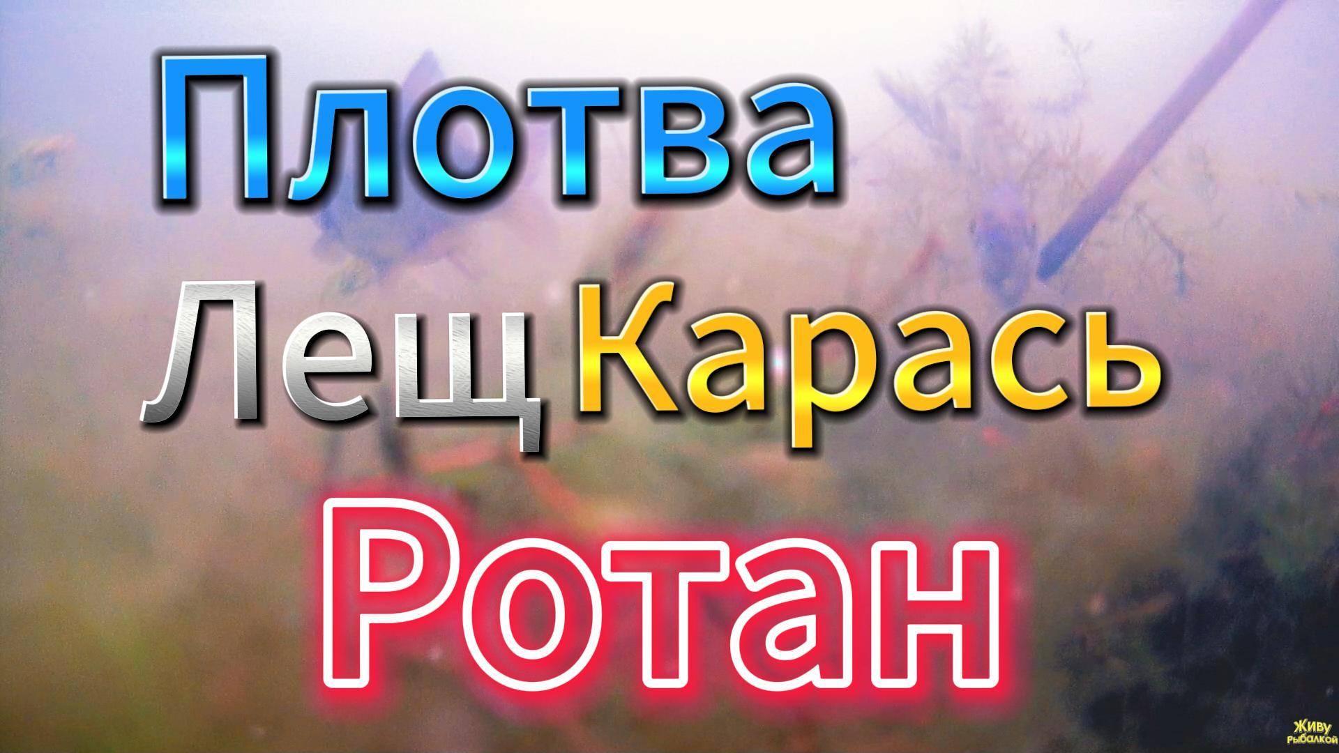 РЫБИЙ МИР