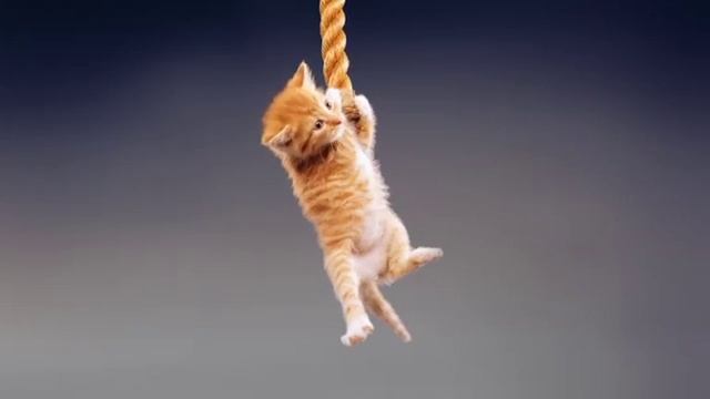 Cutest Videos  | Nat Geo Wild
