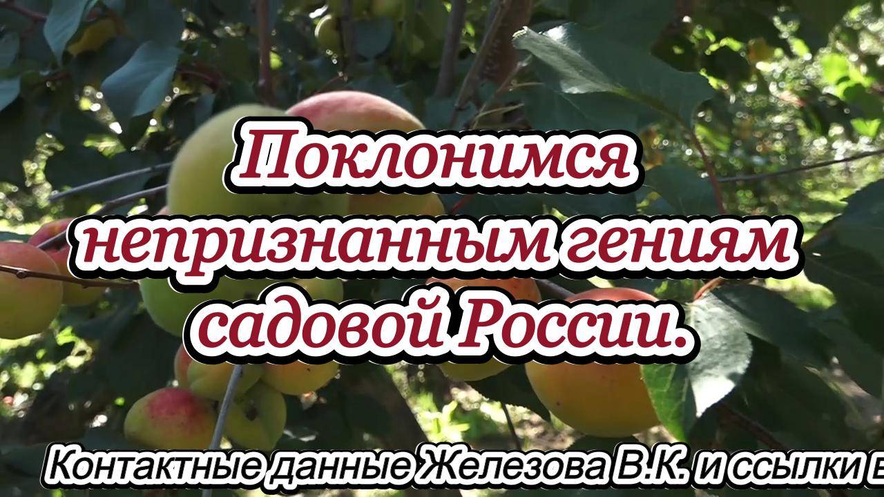 Поклонимся непризнанным гениям садовой России. (2015 год)