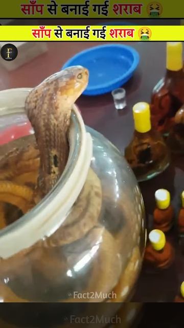 Making of Snake wine🍷
