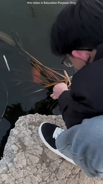 Huge Snake in Boy's Pond #shortsvideo