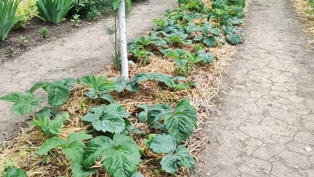 Клубника. Сбор урожая. Уход во время цветения и плодоношения. Зачем обрывать усы. Лечение клубники.