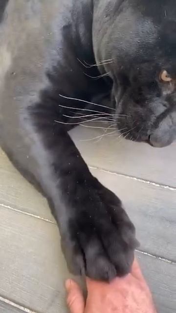 Этого котики очень не любят!