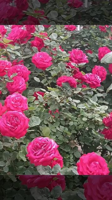 Розы 🌹🌹🌹