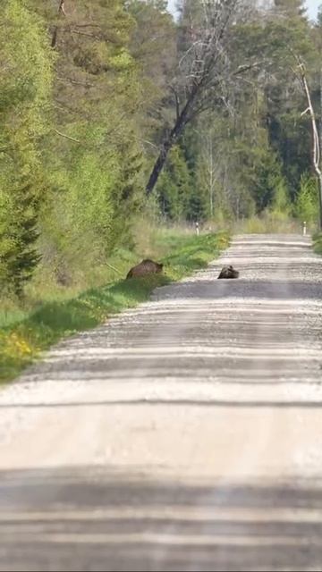 ДВА маленьких МЕДВЕЖОНКА устроили схватку на дороге в Амурской области.