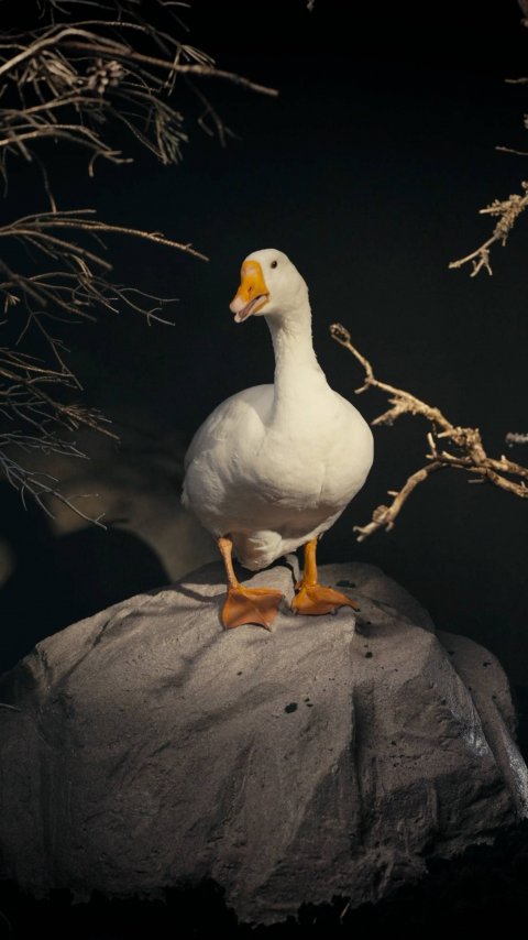 PREDUBEZHDAI