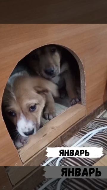 Детки, которым полгода назад посчастливилось найти новых родителей.