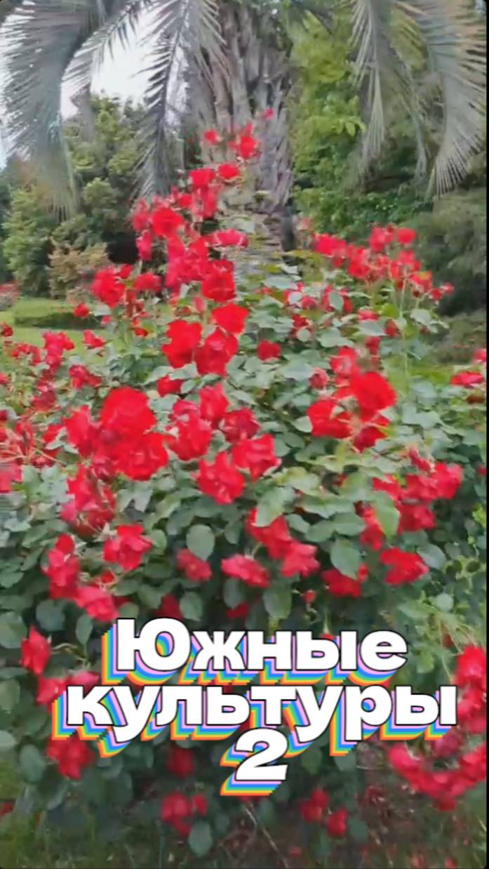 Южные культуры 2