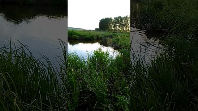 утро на речке