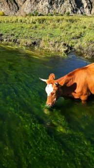 Корова ест водоросли