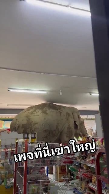 В Таиланде слон зашёл в магазин, обчистил полки с крекерами и ушёл дальше по своим делам
