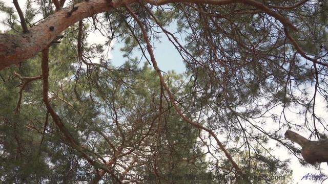 Мелодия, которая заставит вас забыть обо всём, кроме друг друга... - Вечеринка в Кащенко -- Александ