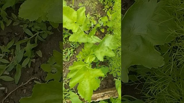 Такая разная зелень.