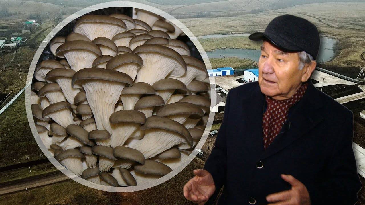 Как соратник Шаймиева построил грибной бизнес на селе