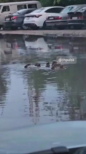 🦆 Во дворе на Ефремова, 44а появились неожиданные жильцы — в луже поселились утки!   После коммунал