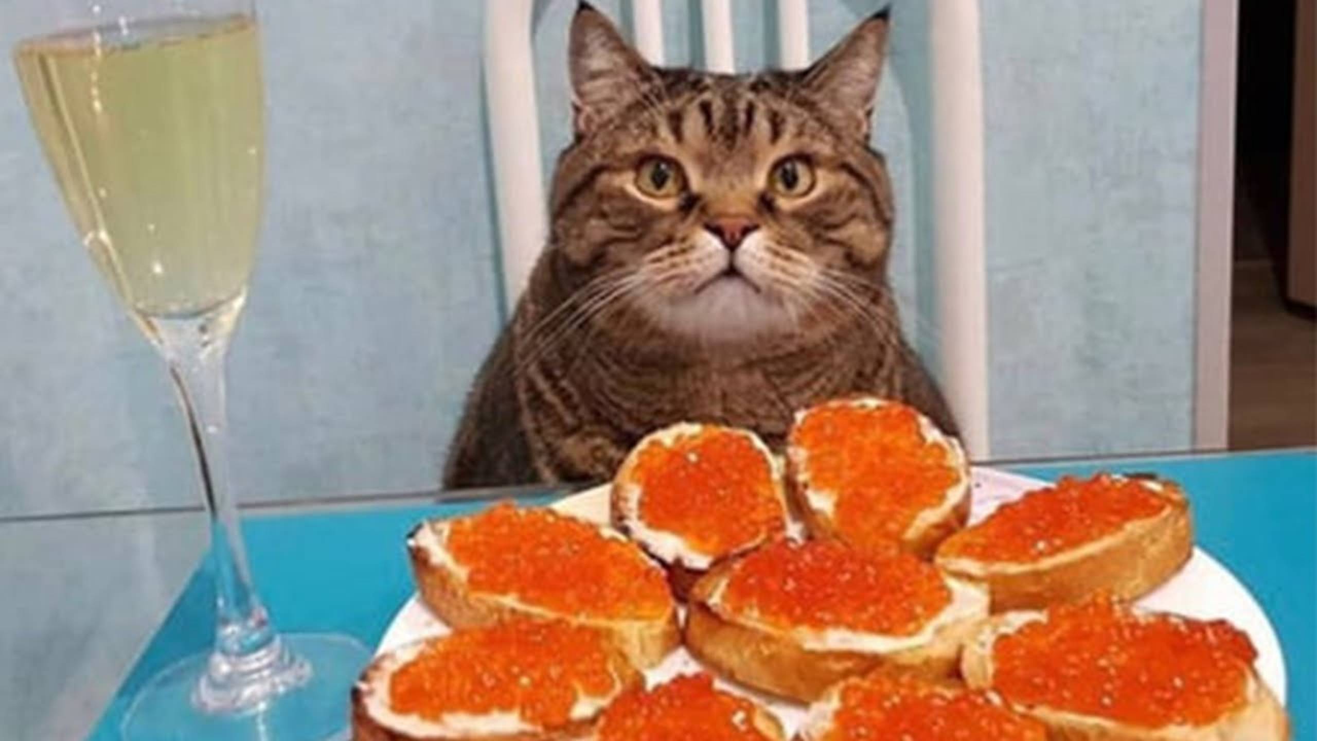 Приколы с котами! Смешные коты - Самые смешные животные С ОЗВУЧКОЙ! Ржака!!