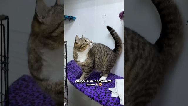 С таким котом точно не соскучишься! | Тигро