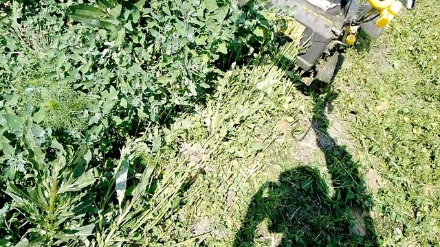 3.06.25. докашиваю бурьян🙂